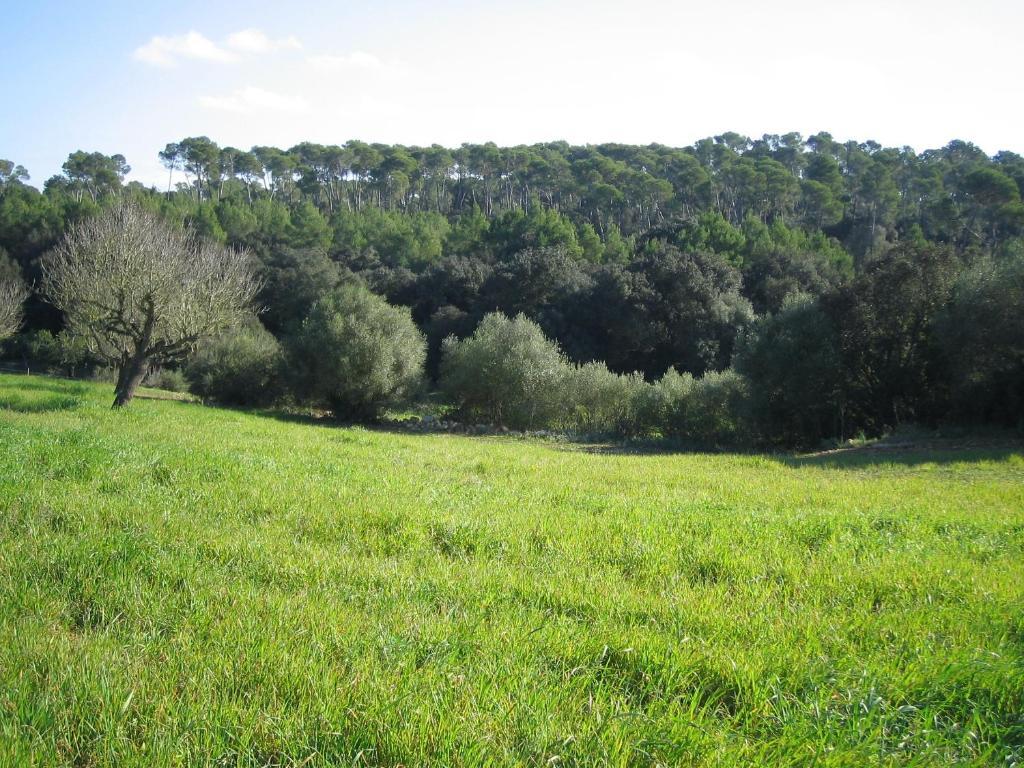 Oliver Moragues Grandhouse & Vineyard Algaida  Exterior photo